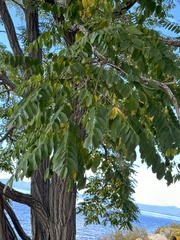 Robinia pseudoacacia