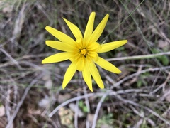 Microseris