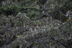 Icterus bullockii