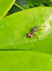 Polyrhachis bicolor