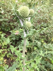 Echinops bannaticus