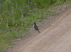 Turdus amaurochalinus