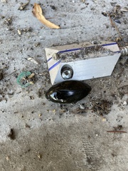 Hydrophilus triangularis