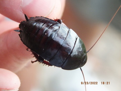 Eurycotis floridana