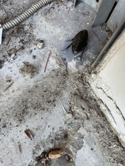 Hydrophilus triangularis