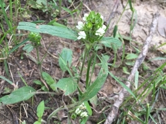 Prunella laciniata