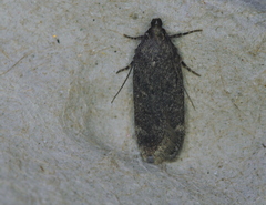 Gelechiini