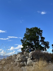 Robinia pseudoacacia