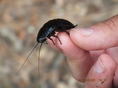 Eurycotis floridana