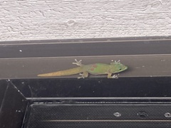 Phelsuma laticauda laticauda