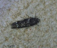 Gelechiini