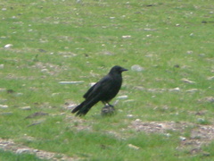 Corvidae