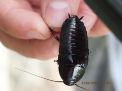 Eurycotis floridana