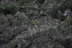 Icterus bullockii