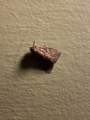 Condicinae