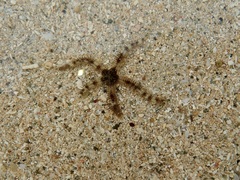 Ophiocoma scolopendrina