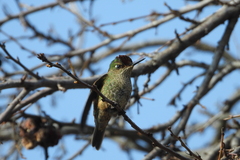 Sephanoides sephaniodes