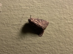 Condicinae