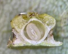 Caryomyia melicrustum