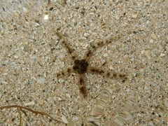 Ophiocoma scolopendrina
