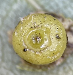 Caryomyia melicrustum