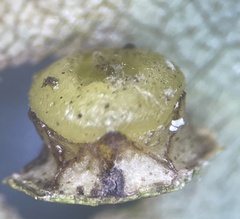 Caryomyia melicrustum