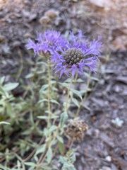 Menthinae
