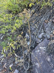 Lomatium dissectum