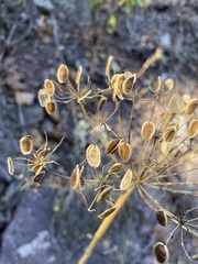 Lomatium dissectum