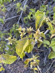 Philadelphus lewisii