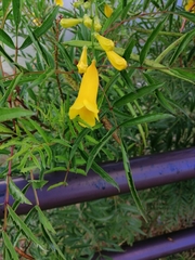 Tecoma stans angustata