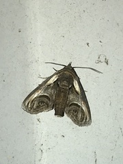 Paectes oculatrix