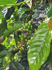 Coffea arabica