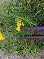 Tecoma stans angustata