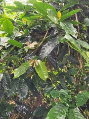 Coffea arabica