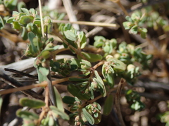 Euphorbia glyptosperma