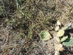 Euphorbia glyptosperma