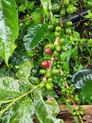 Coffea arabica