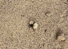Dasymutilla sackenii