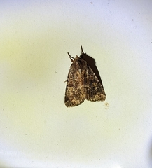 Apamea devastator