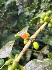 Coffea arabica