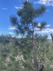 Pinus jeffreyi