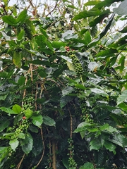Coffea arabica