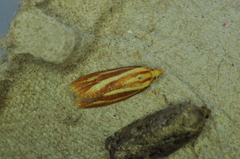 Sparganothis tristriata