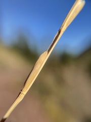 Hordeinae