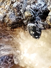 Phidippus borealis