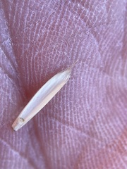 Hordeinae