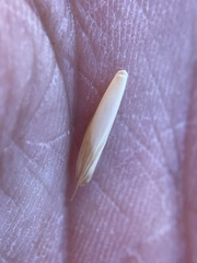 Hordeinae