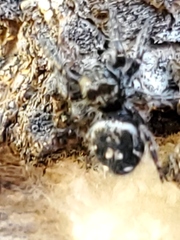 Phidippus borealis