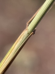 Hordeinae